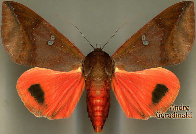 http://www.gorodinski.ru/lepidoptera/Thyas honesta.jpg